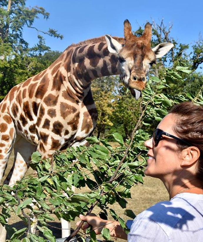 And it's not just the British royals who love to get away during the summer! Crown Princess Mary and her brood were pictured [visiting the Knuthenborg Safari Park](https://www.nowtolove.com.au/travel/travel-news/danish-royals-holidays-50539|target="_blank") in Northern Europe last year. 