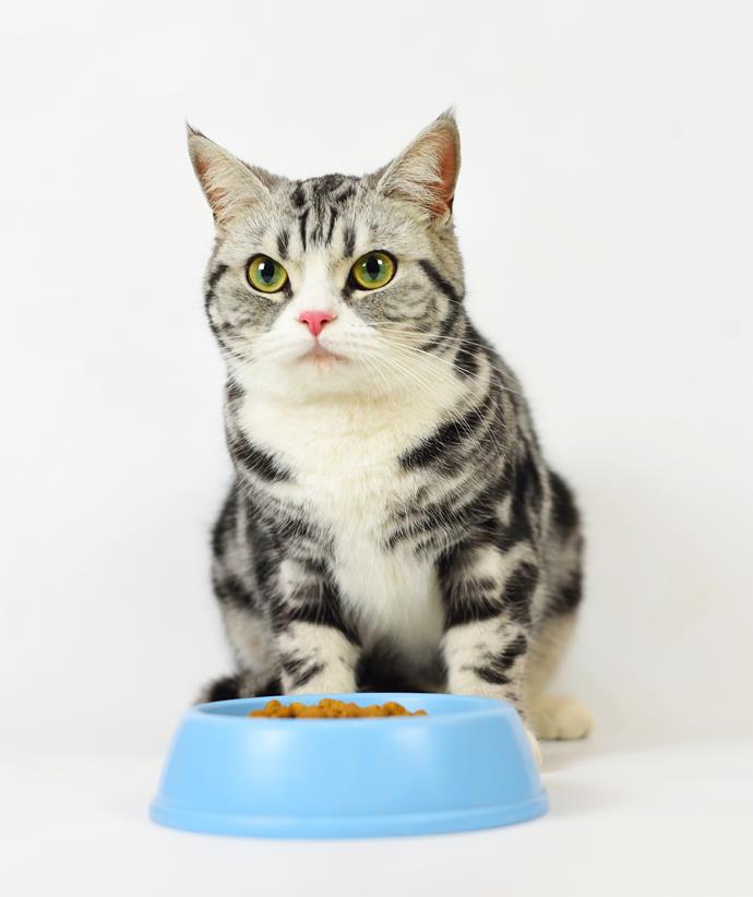 Is your pet a fussy eater?
