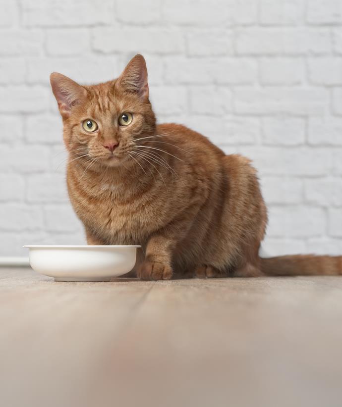 If you indulge your pet with treats throughout the day, you may encourage fastidious eating habits.