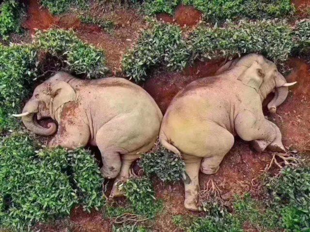With their human minders in self-isolation, this herd of elephants in China wandered into a corn farm and got a little giddy while drinking the fermenting corn juice. They then snuck into the neighbouring tea tree farm and decided to snuggle up for a little nap together. Aww!