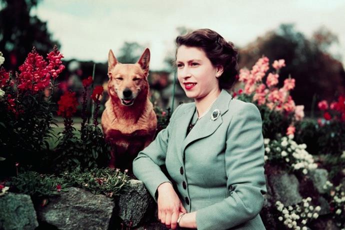 The Queen is known for her love of corgis.