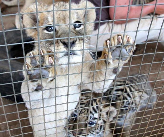 Tourism activities that involve physical interactions with wild animals almost always involve animals being beaten into submission, deprived of food and water or trapped in cages.