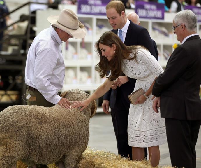 Perhaps the boldest jab she has thrown at William to date happened at the Royal Easter Show at Sydney Olympic Park in 2014.
<br><br>
During a sheep shearing demonstration, the future King and Queen were handed some alpaca wool, and Kate made this suggestion, "You need it more than me," all while pointing at William's bald spot.