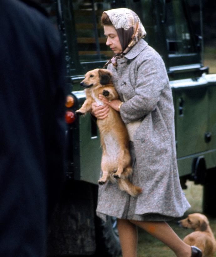 She's just like us! Her Majesty was snapped looking like every dog owner in this hilarious picture from Windsor in 1977.