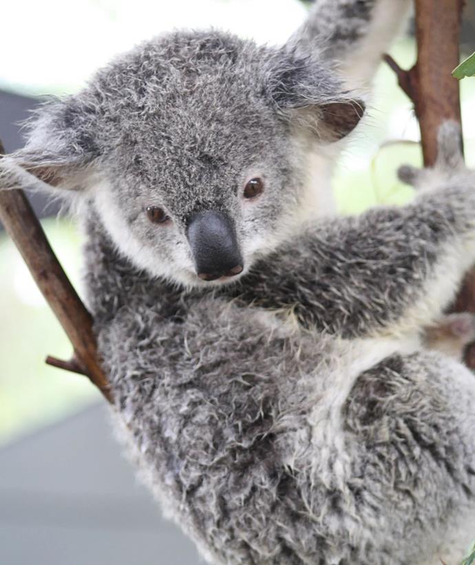 **For the mum who is a massive animal lover:** Adopt a koala joey for her, $30 a month, from [Save The Koala](https://www.savethekoala.com/adopt-a-koala/|target="_blank"|rel="nofollow").