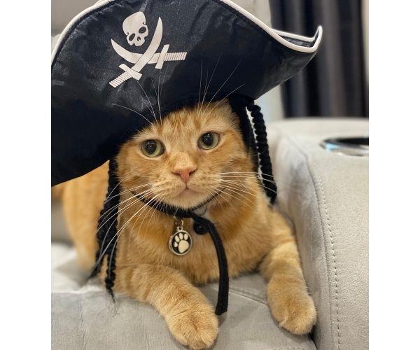 Pirate Kitty has gained a loyal following.