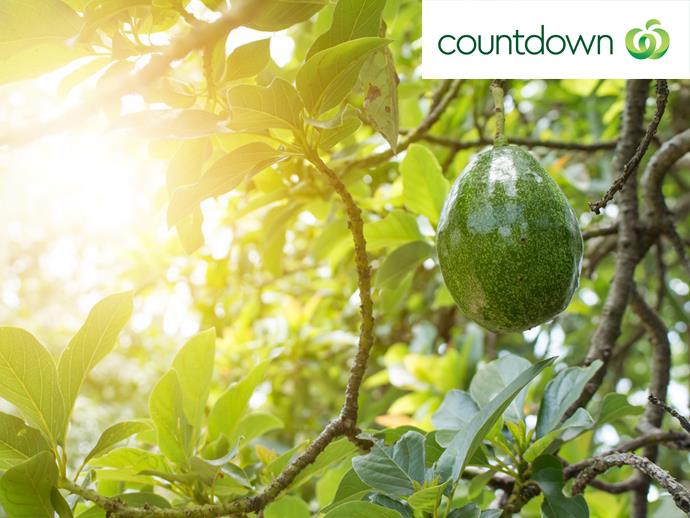 Avocados grow on evergreen trees that can grow up to 12 metres in height.