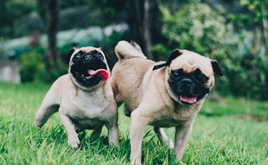 Love pugs? You'll want to book tickets to this