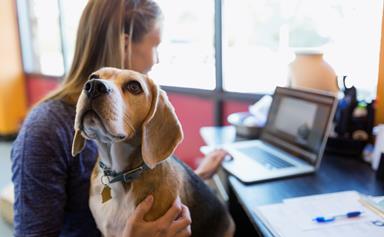 What you need to know about Pets at Work Day
