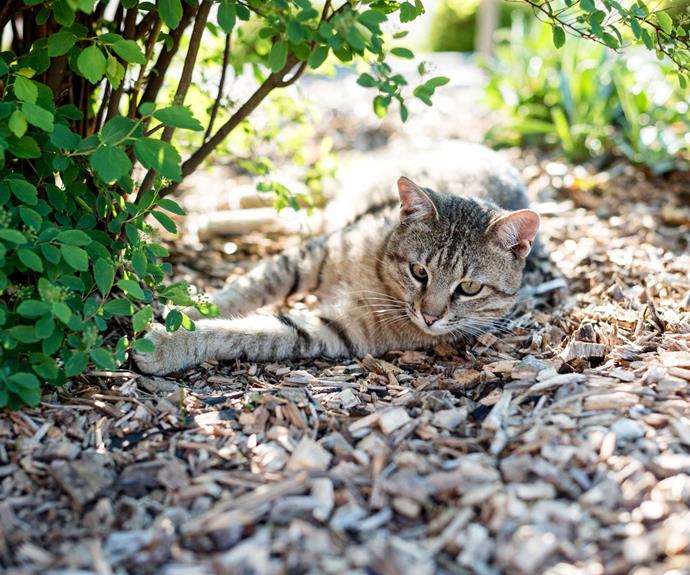 Mulch your garden to keep weeds down, retain moisture and give your cat somewhere warm to sit.