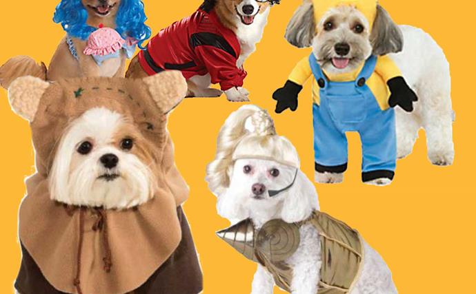 Pet costumes for your dog to wear this Halloween
