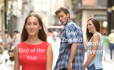 Bird of the Year has gotten out of hand