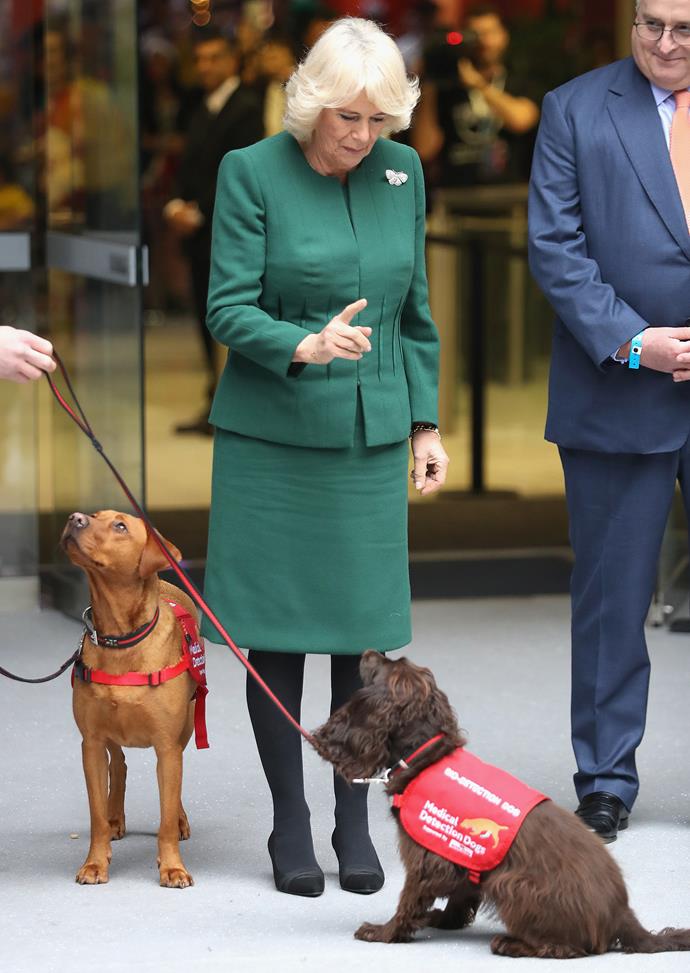 ‘Sit! Good boy! If only Charles were this well behaved.’