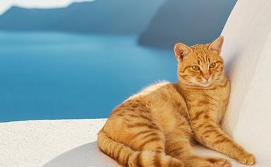 Dust off your CV! A cat sanctuary on an idyllic Greek Island is looking for a caretaker