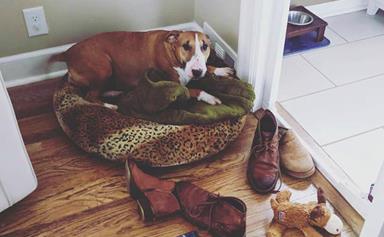 This sweet dog's habit of collecting her owner's shoes will melt your heart