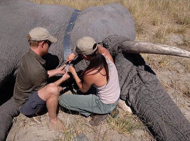 Harry and Meghan shared a photo of themselves attaching a tracking device to a bull elephant during a trip to Botswana in 2017. *(Image: instagram/@sussexroyal)*