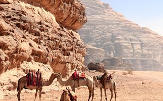 Camels in Jordan