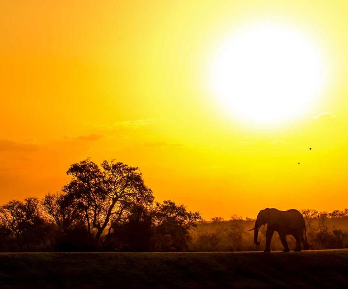 The life lessons I learned on safari in Africa