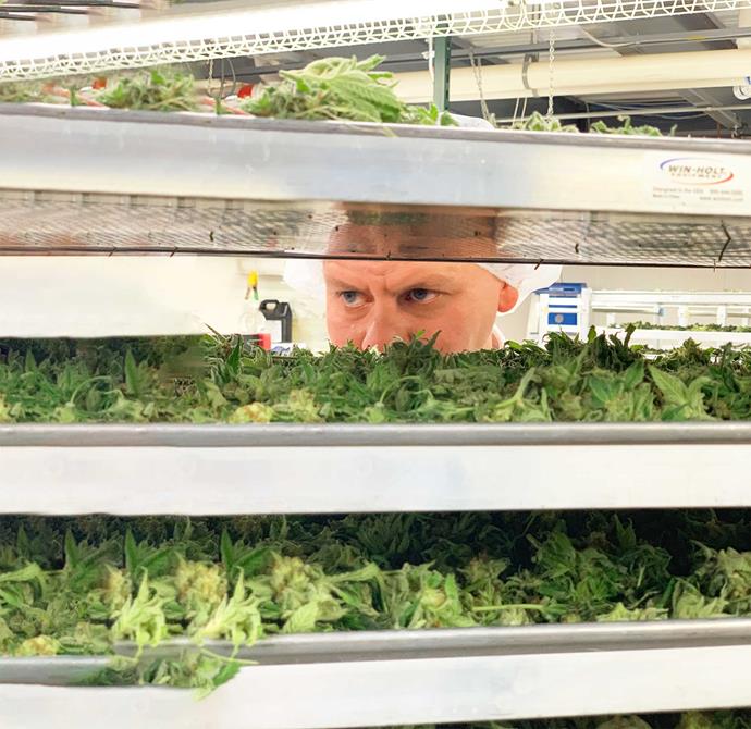 No leaf will go unturned. Paddy checks out a marijuana production line in Colorado.