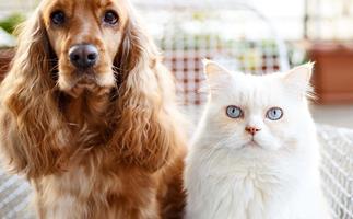 caring for elderly pets
