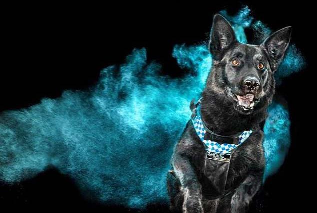 This 'out of the blue' image taken by a police forensic photographer has us all impressed