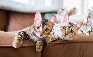 Five top tips for contented cats