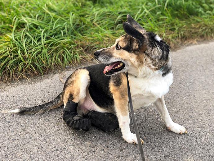 Les kiwis ont aidé à donner au chien ukrainien Forrest une nouvelle vie – et deux pattes arrière.