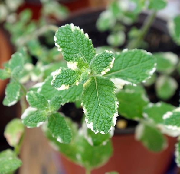  Mint, including this pineapple mint, is easy to grow.