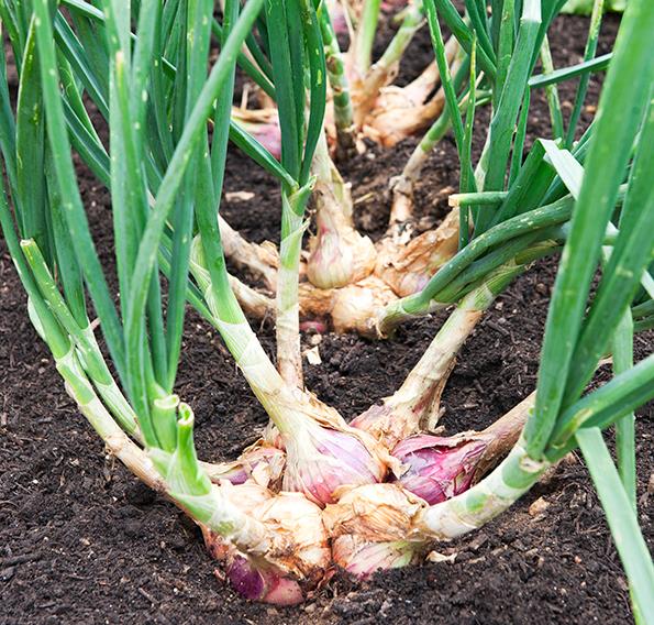  Shallots look like an onion on the outside and a garlic bulb inside. They have a mild, sweet flavour.