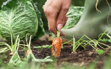 Tips for planting a winter vegetable garden