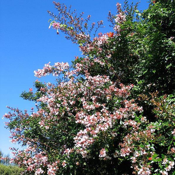  Abelia has a lovely, informal habit but can also be trimmed to keep it tidy.