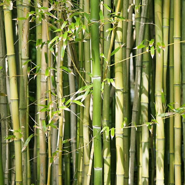 Bamboo grows quickly and it comes in a variety of species.