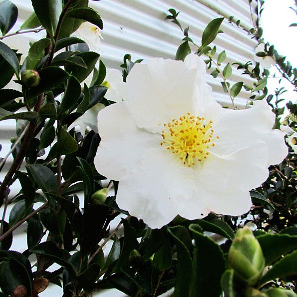  This camellia sasanqua is 2.5m tall and does a great job of screening off this tin shed.