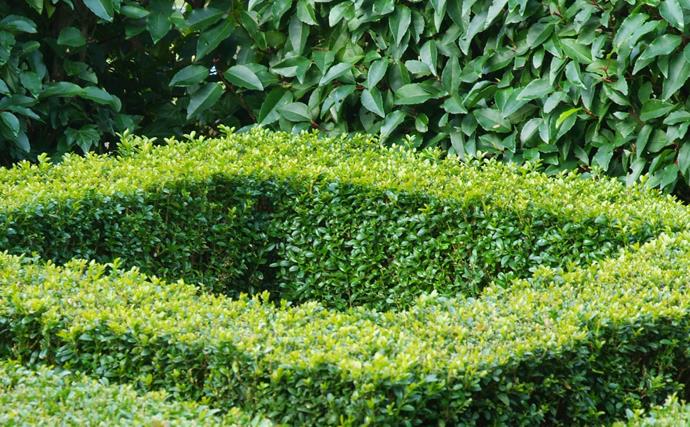 How to grow and maintain shrubs in your garden