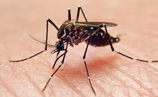 Possible case of sexually transmitted Zika virus being investigated in NZ