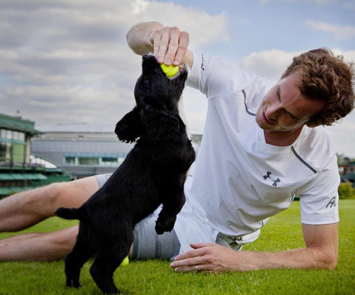 Andy Murray is loving the cute pups!