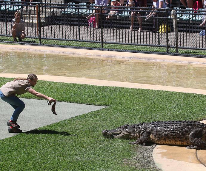 Fearless Bindi threw a whole chunk of chicken  into the croc's mouth. (Pic/Coleman-Rayner)