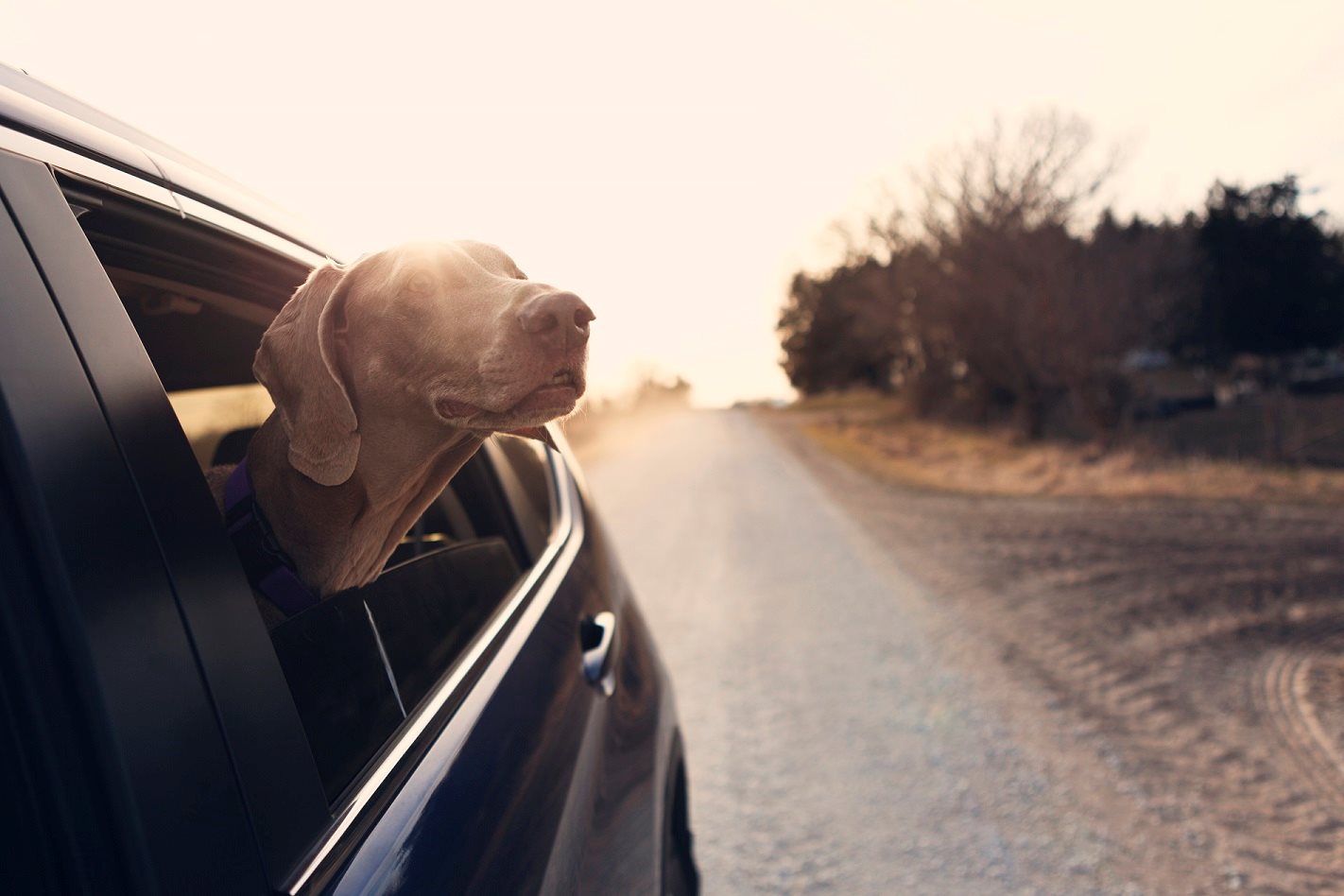 Dogfriendly road trips